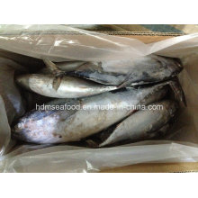 Рыбная рыба Бонито (IQF) (750 г +)